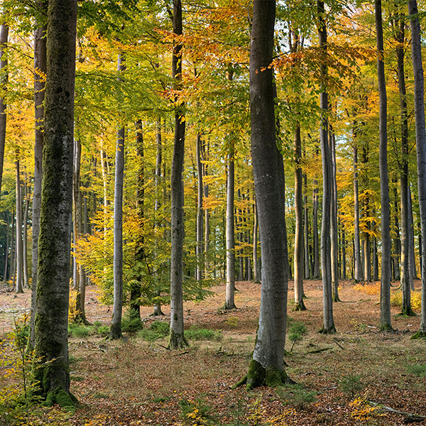 Naturalezza-assoluta